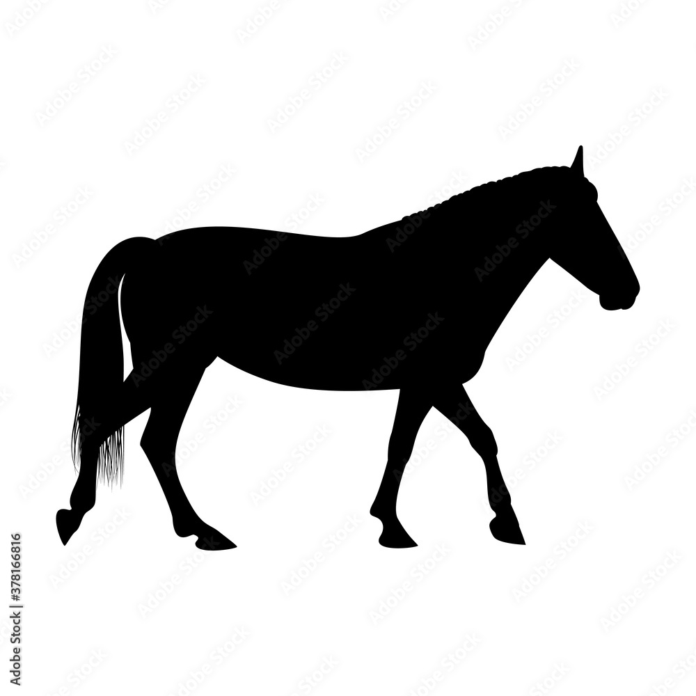 The black silhouette of one walking horse is isolated on the white background.