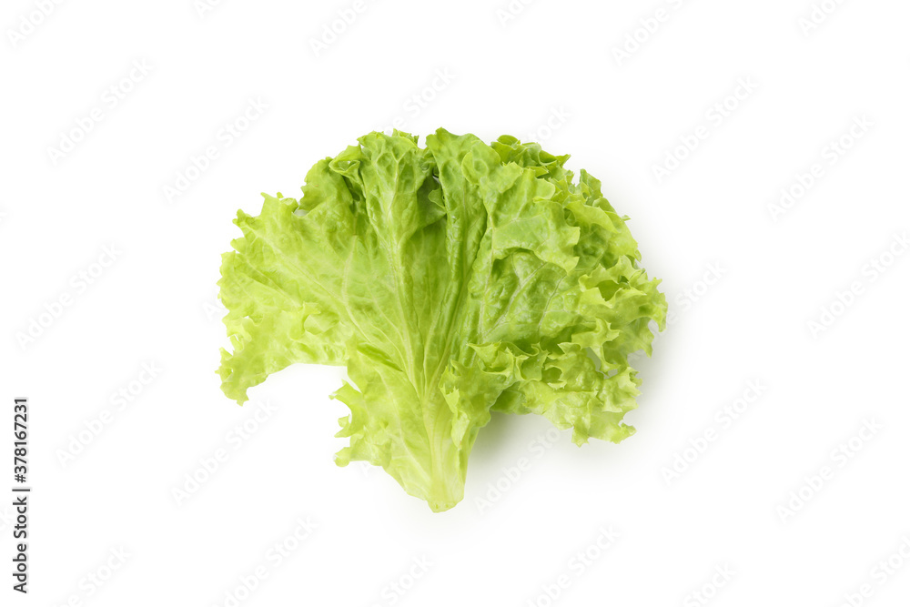 Leaf of green salad isolated on white background Leaf of green salad isolated on white background