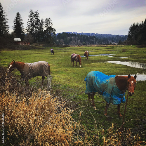 Group of horses wearing blankets graze on green pasture. 