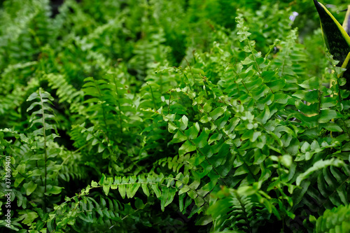 Nephrolepis green close-up. Sale in the store. Selective focus