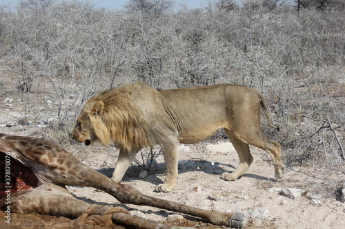 Lion eating a giraffe