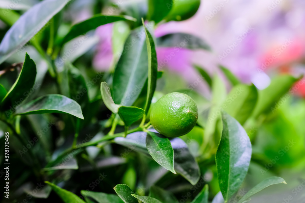 A plant of Citrofortunella with lemons in pot. Citrus calamondin (lemon). Sale in the store. Selective focus A plant of Citrofortunella with lemons in pot. Citrus calamondin (lemon). Sale in the store. Selective focus