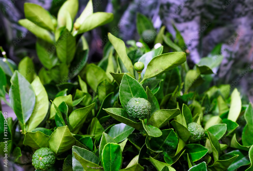 Citrus limetta Pursha plant in a pot close-up. Sale in the store. Selective focus Citrus limetta Pursha plant in a pot close-up. Sale in the store. Selective focus