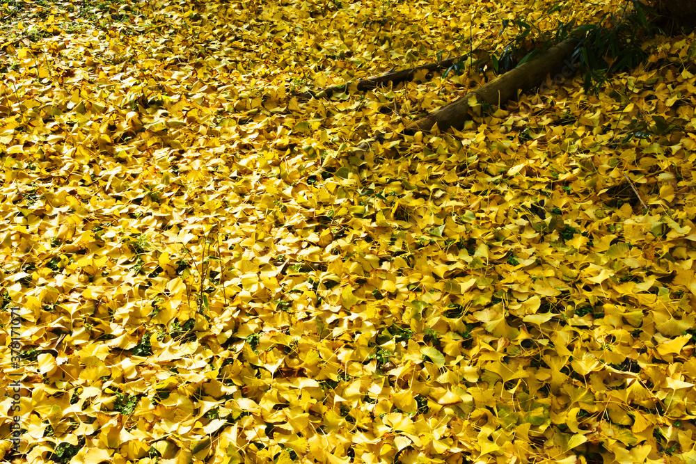 日本の秋　色づく銀杏の葉