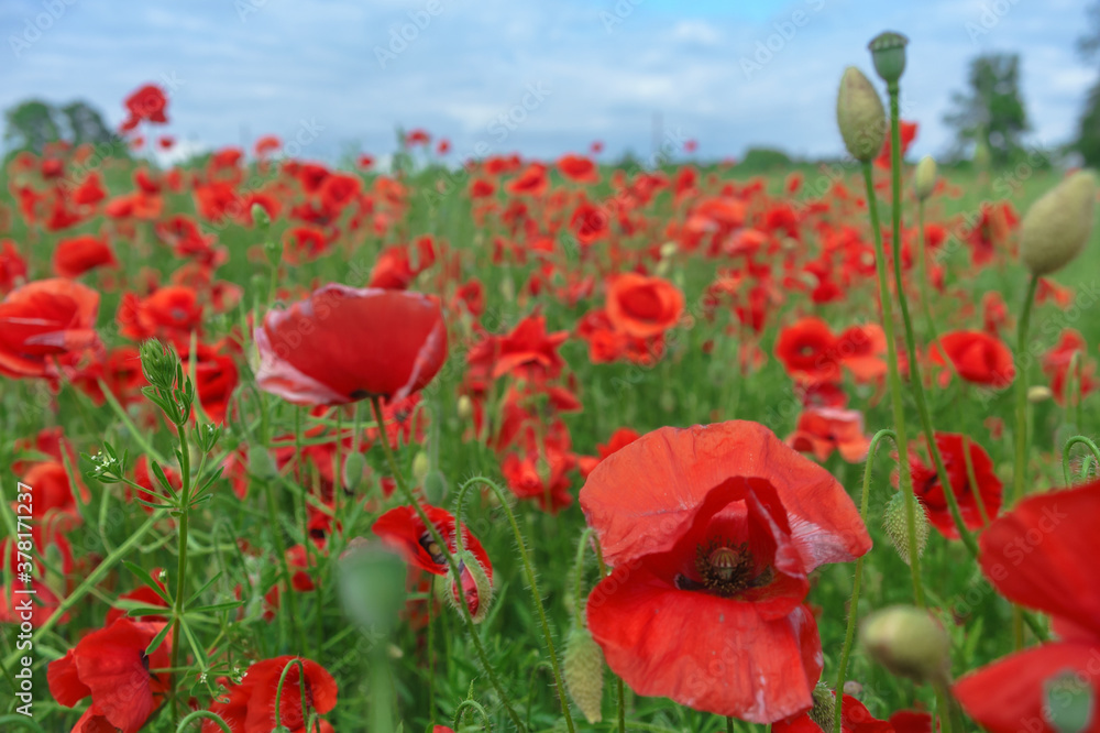 Naklejka premium Field of red poppies. Poppy thickets in the fields.