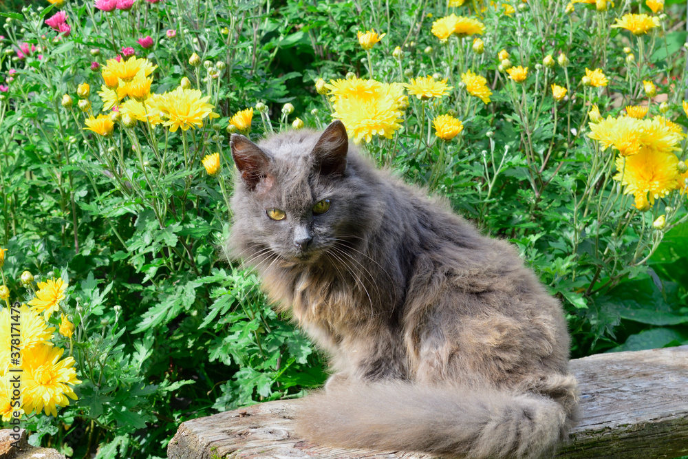 cat on the background of chrysanthemums