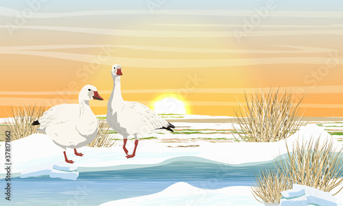A pair of snow geese on the bank of a melting arctic stream. Birds of the Arctic. White arctic goose Anser caerulescens. Shore with snow, ice and dry grass at sunset. Vector landscape