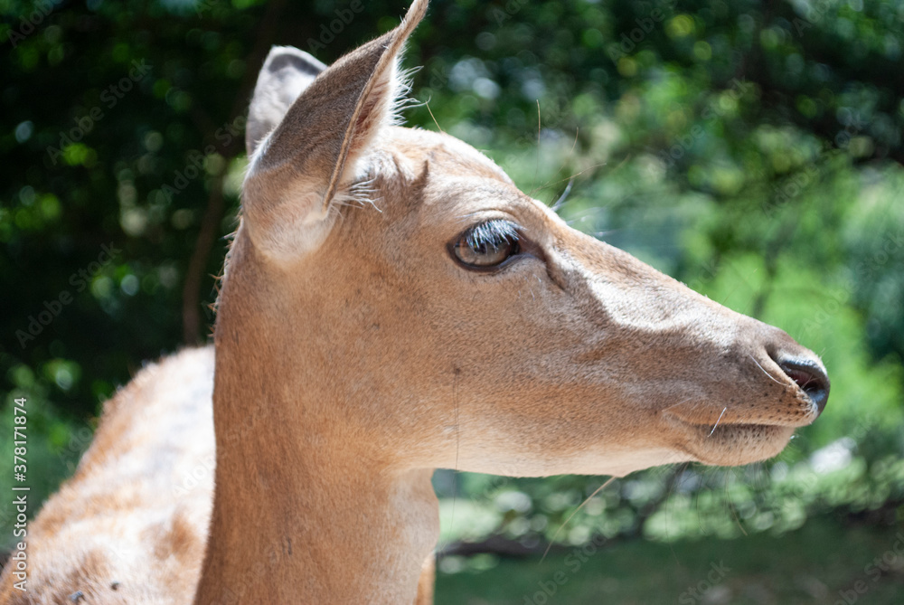 Obraz premium profilo daino