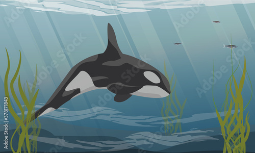 Killer whale swims in cold ocean water. Ocean floor with dark sand, long algae and schools of fish. Aquatic mammals of the Arctic. Realistic vector landscape