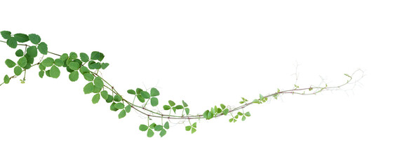 Bush grape or three-leaved wild vine cayratia (Cayratia trifolia) liana ivy plant bush, nature frame jungle border isolated on white background, clipping path included.