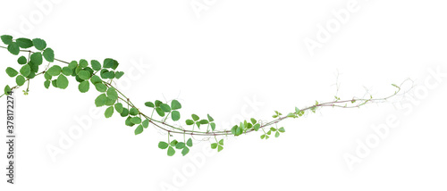 Fotografie, Obraz Bush grape or three-leaved wild vine cayratia (Cayratia trifolia) liana ivy plant bush, nature frame jungle border isolated on white background, clipping path included