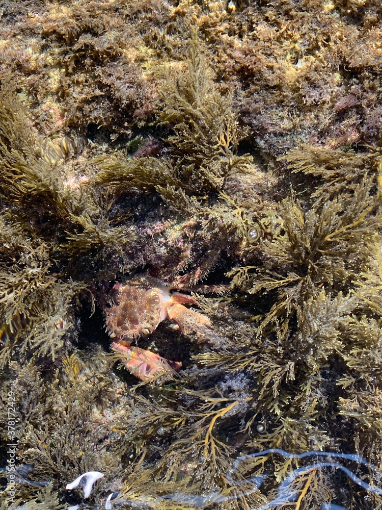 Beautiful underwater nature. Crab in the dense algae. Sea plants. Beautiful underwater nature. Crab in the dense algae. Sea plants.