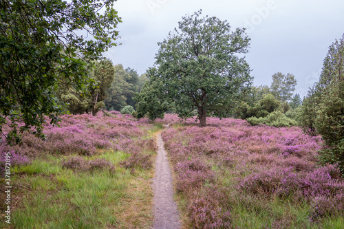 Flowering purple heather in the Twente landscape, Overijssel province in the Netherlands photo