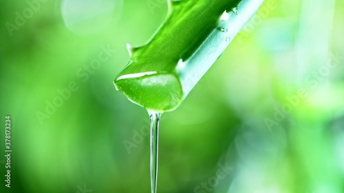 Super slow motion of dropping aloe vera liquid from leaf. Filmed on very high speed cinema camera at 1000 fps