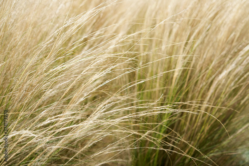 Selective soft focus of dry golden grass. Abstract meadow background
