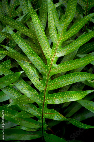 Texture of a Fern