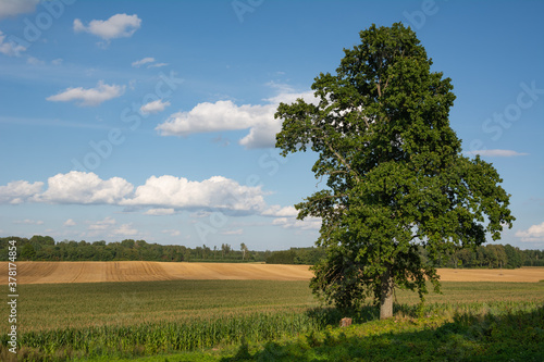single tree on madow -summer landscape.