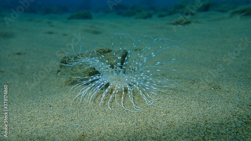 Cylinder anemone or coloured tube anemone (Cerianthus membranaceus) undersea, Aegean Sea, Greece, Halkidiki photo