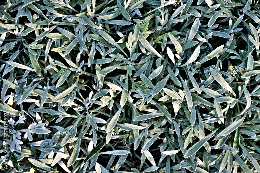 Plain empty floral background of fine silver leaves. Plain empty floral background of fine silver leaves.