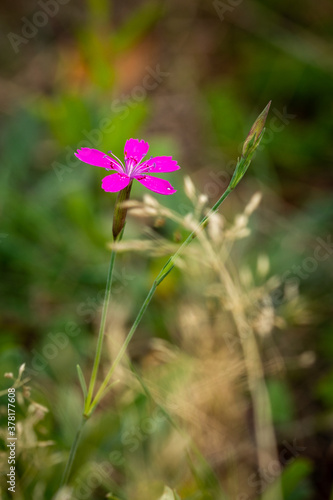 Wildblume auf Wiese 