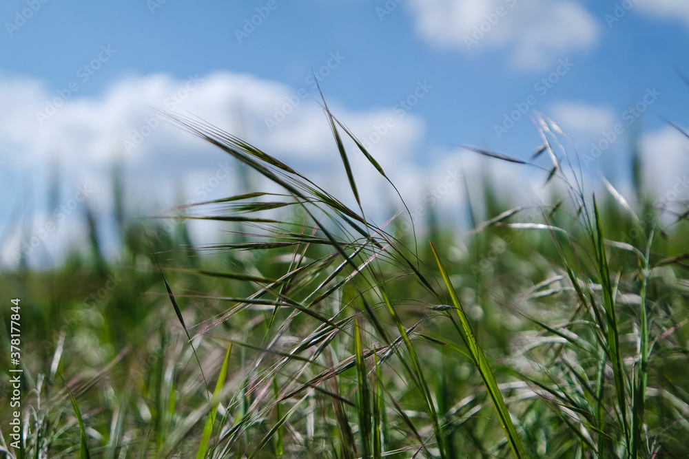 Fototapeta premium Gras