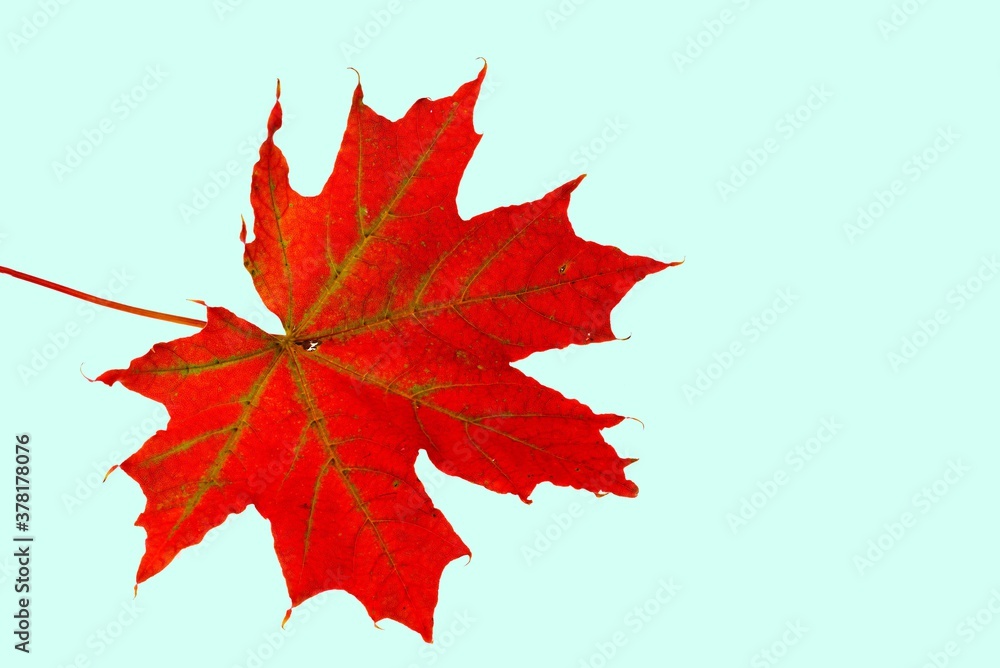 Fototapeta premium Close up macro view of red maple tree leaf isolated on light blue background. Autumn concept. 