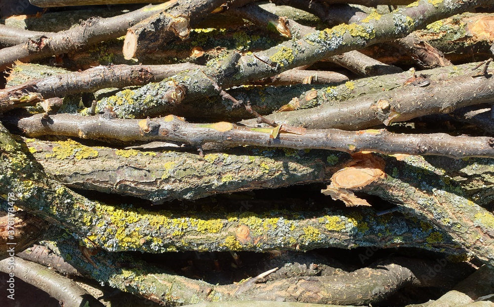 Dry apricot firewoods, full screen image, top view Dry apricot firewoods, full screen image, top view