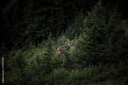 deer in the woods © DesignFlip