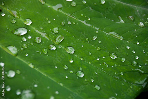 Green leaf with reflective raindrops, green chlorophyll in rural area of Guatemala.