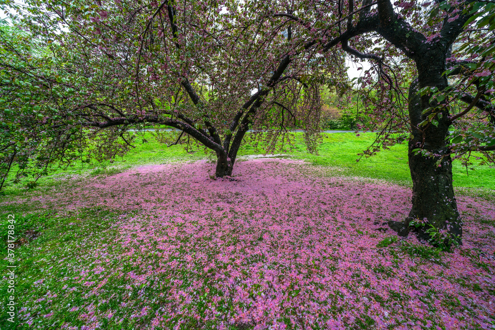Myriad of fallen Cherry petals are cover the lawn under the Cherry tree in the rainy morning at Central Park New York City NY USA on May 0 2019.