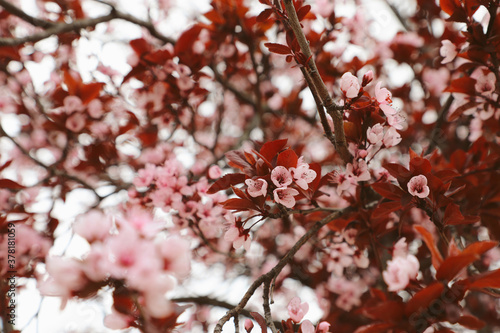 Pink cherry blossoms