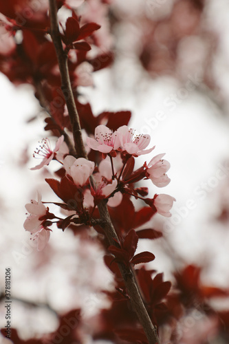 Pink cherry blossoms