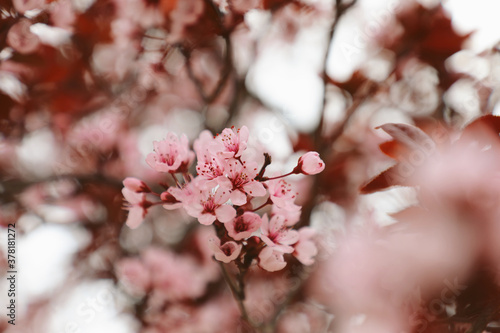 Pink cherry blossoms