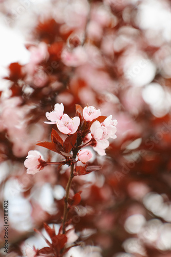 Pink cherry blossoms