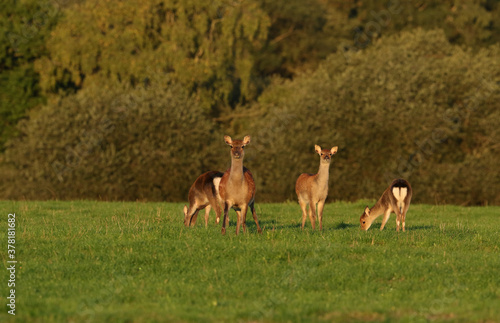 A female Sika Deer, Cervus Nippon, and three cute fawns are grazing in a meadow in early morning golden light.