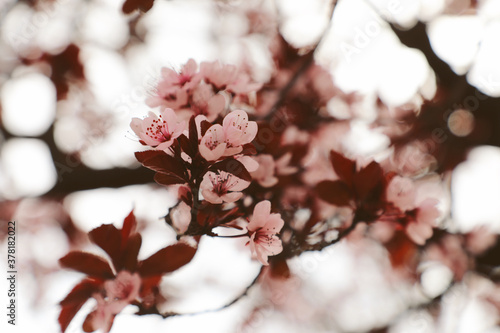 Pink cherry blossoms