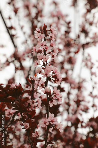 Pink cherry blossoms