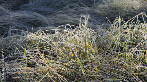 Green grass in the morning on the meadow covered with frost.