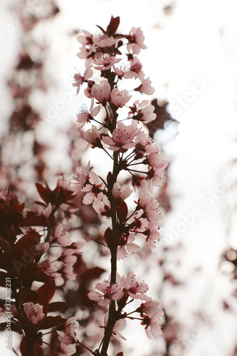 Pink cherry blossoms