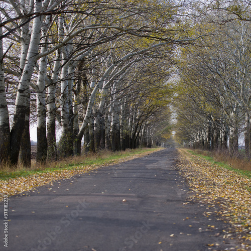 Asphalt road between aspen trees.