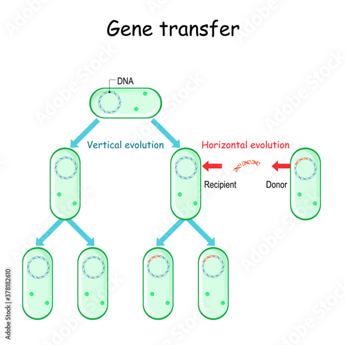 Gene transfer for example bacteria. Horizontal and Vertical evolution.