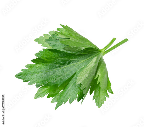 Green celery leaf isolated on white background