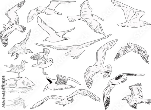 fifteen seagulls outlines on white background