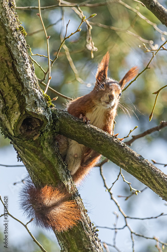Squirrel on tree © Anja