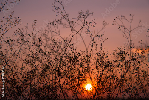 Dark silhouette of branches with small flowers on the sunset background .
