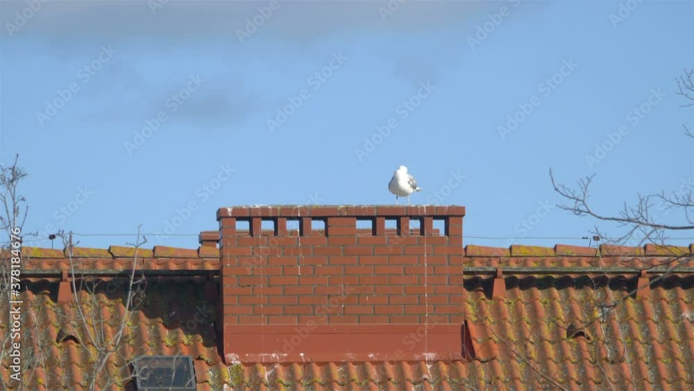 Seagull standing on the roof in 4k slow motion 60ps Seagull standing on the roof in 4k slow motion 60ps
