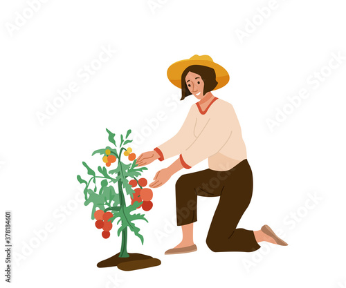 Woman farmer want tear off ripe tomato from plant. Autumn harvesting vector illustration isolated on white background