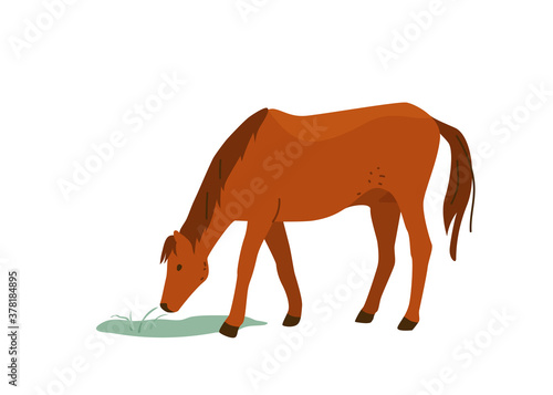 Brown horse eat grass vector illustration. Isolated on white background. Mare equine in simple cartoon flat style