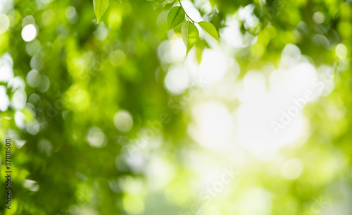 Closeup beautiful attractive nature view of green leaf on blurred greenery background in garden with copy space using as background natural green plants landscape, ecology, fresh wallpaper concept.