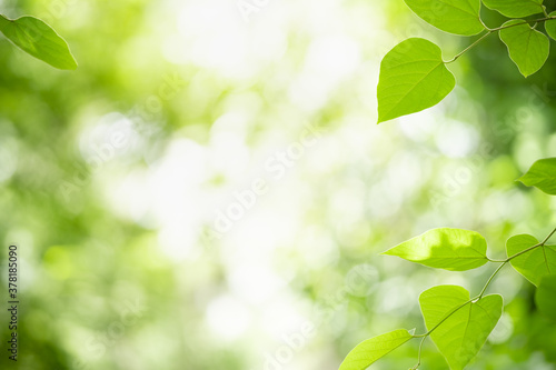 Closeup beautiful attractive nature view of green leaf on blurred greenery background in garden with copy space using as background natural green plants landscape, ecology, fresh wallpaper concept.